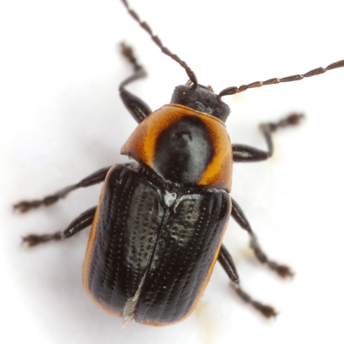 Bassareus lituratus (Fabricius, 1801)