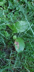 Pegomya bicolor