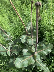 Asclepias amplexicaulis