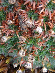 Paepalanthus