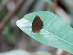 Arhopala major