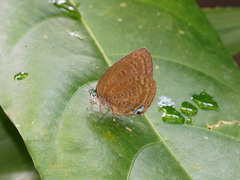 Arhopala major