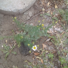 Tripleurospermum inodorum