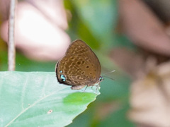 Arhopala major