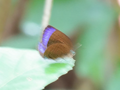 Arhopala major