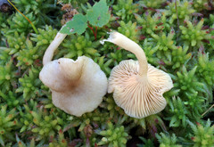 Lactarius griseus