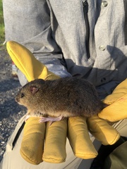 Oryzomys palustris