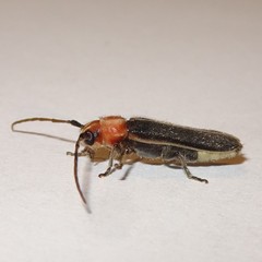 Dylobolus rotundicollis