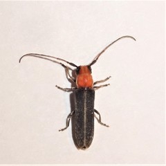 Dylobolus rotundicollis