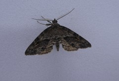 Melanomma auricinctaria