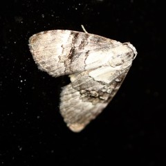 Acatapaustus leucospila