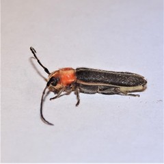 Dylobolus rotundicollis
