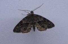 Melanomma auricinctaria