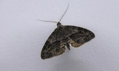 Melanomma auricinctaria