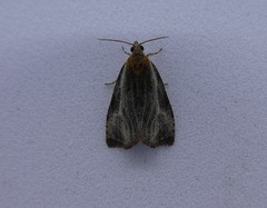 Olethreutes quadrifidum
