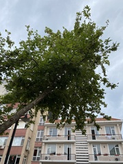 Platanus orientalis