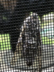 Prionoxystus macmurtrei