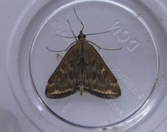 Loxostege sticticalis