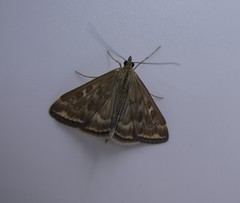 Loxostege sticticalis