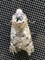 Prionoxystus macmurtrei