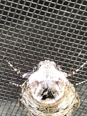 Prionoxystus macmurtrei