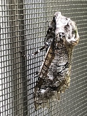 Prionoxystus macmurtrei