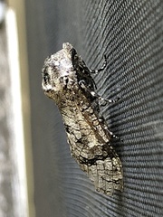 Prionoxystus macmurtrei