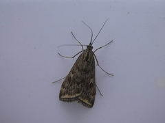 Loxostege sticticalis