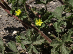 Potentilla biennis