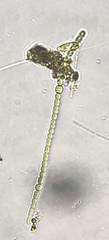 Nostocaceae