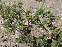 Potentilla biennis