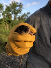 Oryzomys palustris