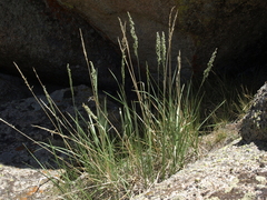 Festuca kingii