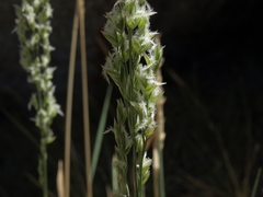 Festuca kingii