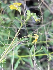 Jamesbrittenia micrantha image