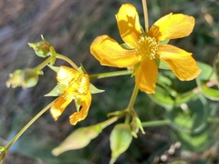 Hypericum connatum
