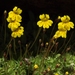 Primrose Monkeyflower - Photo (c) Jim Morefield, some rights reserved (CC BY)