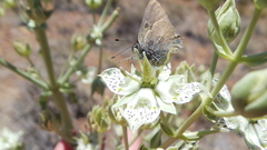 Satyrium auretorum