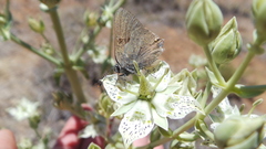 Satyrium auretorum