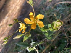 Hypericum connatum