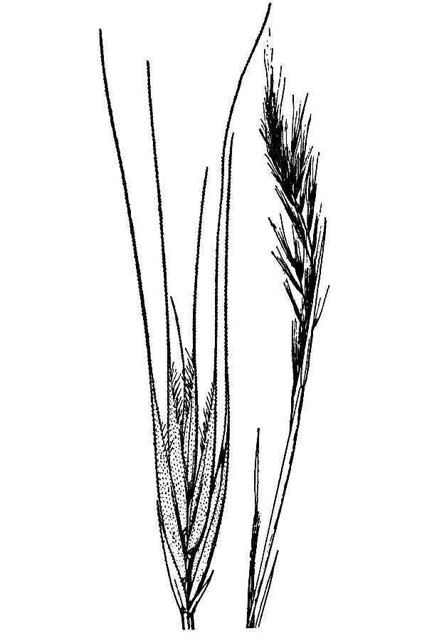 Rattail Fescue (MatBio GRASSES, SEDGES & RUSHES Matanzas