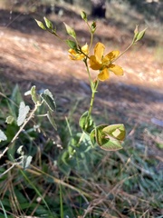 Hypericum connatum