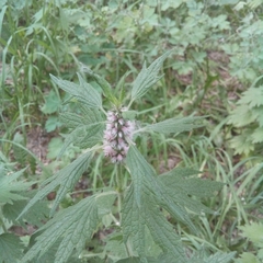 Leonurus quinquelobatus