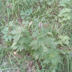 Leonurus quinquelobatus