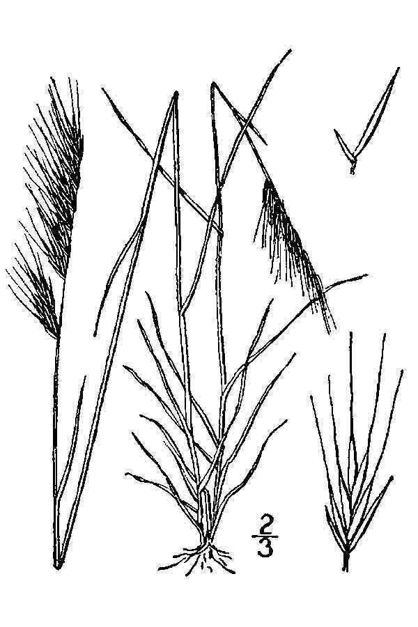 Rattail Fescue (MatBio GRASSES, SEDGES & RUSHES Matanzas