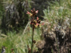Juncus saximontanus