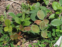 Desmodium scorpiurus