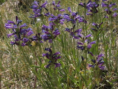 Penstemon heterodoxus heterodoxus
