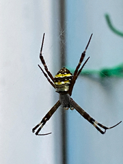 Argiope