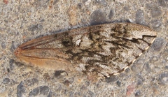 Ceratomia undulosa